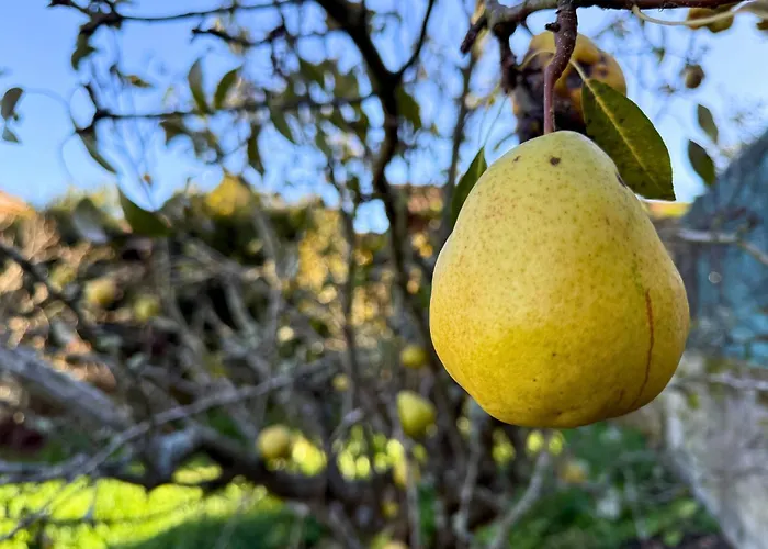 Casa de Férias Yourhouse Casa Antonio